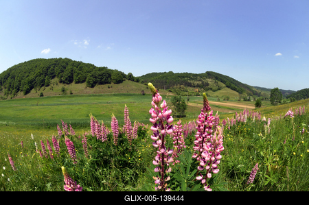 Virágmező Kissikátor határában-stock-foto