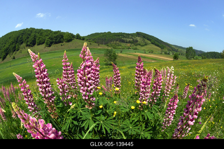 Virágmező Kissikátor határában-stock-foto