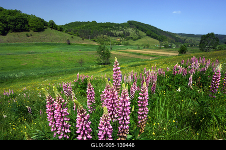 Virágmező Kissikátor határában-stock-foto