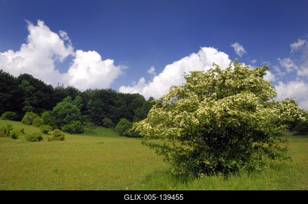 Bükk-fennsík, tájkép tavasszal-stock-foto