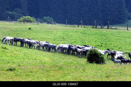 A Lipicai ménes a Bükk-fennsíkon-stock-foto