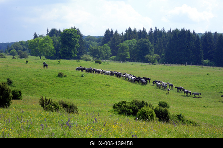 A Lipicai ménes a Bükk-fennsíkon-stock-foto