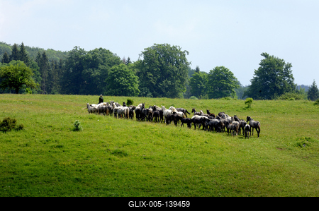 A Lipicai ménes a Bükk-fennsíkon-stock-foto