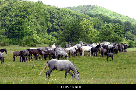 A Lipicai ménes a Bükk-fennsíkon-stock-foto