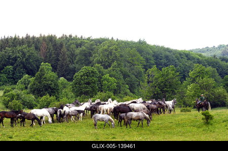 A Lipicai ménes a Bükk-fennsíkon-stock-foto