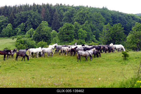 A Lipicai ménes a Bükk-fennsíkon-stock-foto