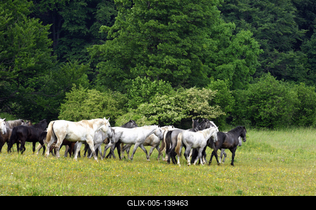 A Lipicai ménes a Bükk-fennsíkon-stock-foto