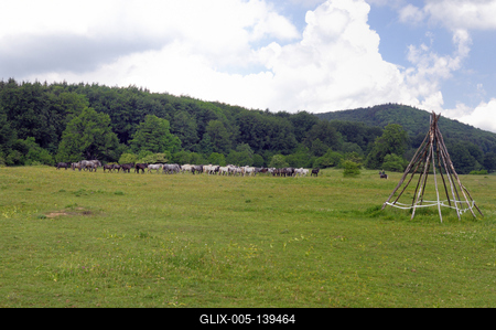 A Lipicai ménes a Bükk-fennsíkon-stock-foto