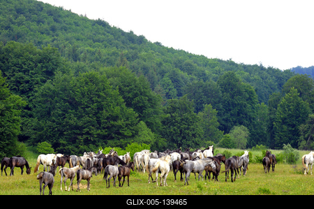 A Lipicai ménes a Bükk-fennsíkon-stock-foto