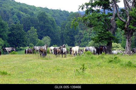 A Lipicai ménes a Bükk-fennsíkon-stock-foto