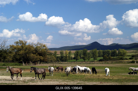 Lipicai lovak a szilvásváradi ménesben-stock-foto