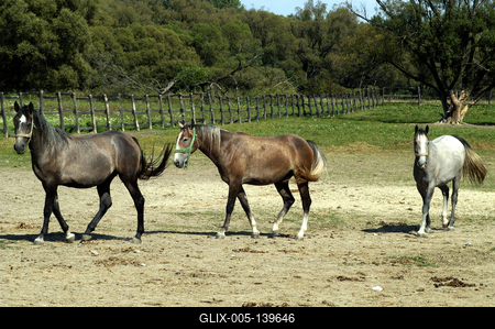 Lipicai lovak a szilvásváradi ménesben-stock-foto