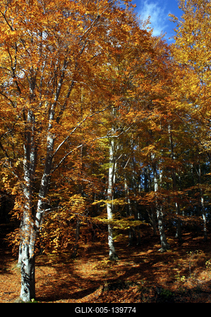 Őszi erdő a Mátrában-stock-foto