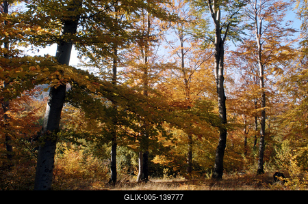 Őszi erdő a Mátrában-stock-foto