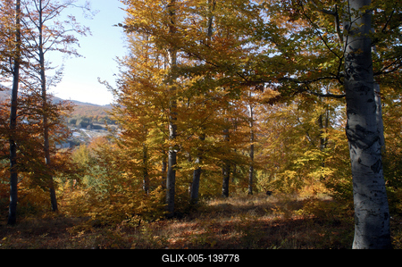 Őszi erdő a Mátrában-stock-foto