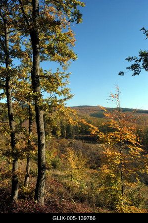 Őszi erdő a Mátrában-stock-foto