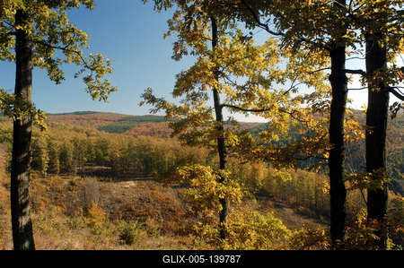 Őszi erdő a Mátrában-stock-foto