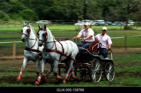Fogathajtó verseny Szilvásváradon-stock-foto