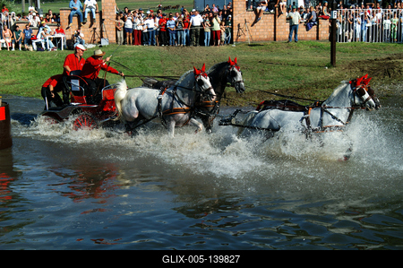 Fogathajtó verseny Szilvásváradon-stock-foto