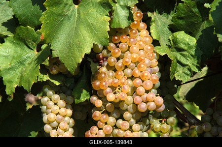 Szőlőültetvények Tokaj határában-stock-foto