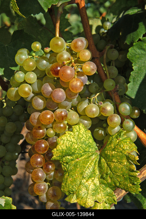 Szőlőültetvények Tokaj határában-stock-foto