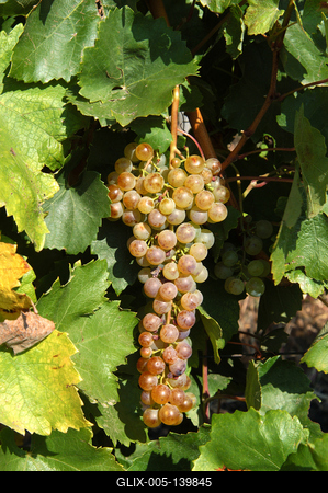 Szőlőültetvények Tokaj határában-stock-foto