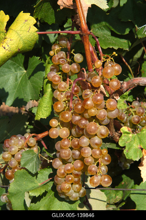 Szőlőültetvények Tokaj határában-stock-foto