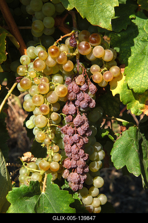 Szőlőültetvények Tokaj határában-stock-foto