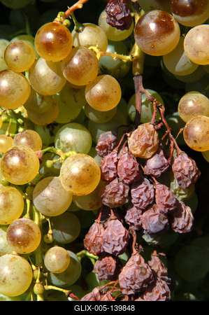Szőlőültetvények Tokaj határában-stock-foto