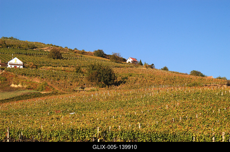 Szőlőültetvények Tokaj határában-stock-foto