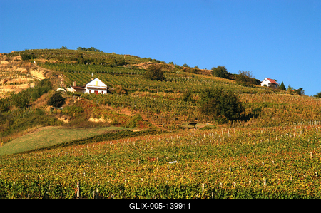Szőlőültetvények Tokaj határában-stock-foto
