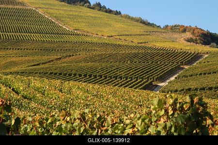 Szőlőültetvények Tokaj határában-stock-foto