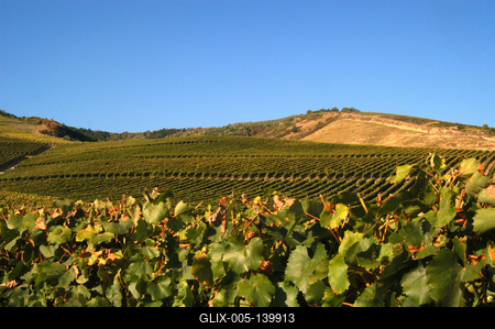 Szőlőültetvények Tokaj határában-stock-foto