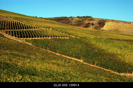 Szőlőültetvények Tokaj határában-stock-foto