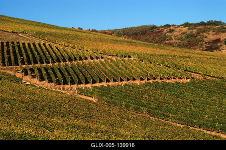 Szőlőültetvények Tokaj határában-stock-foto