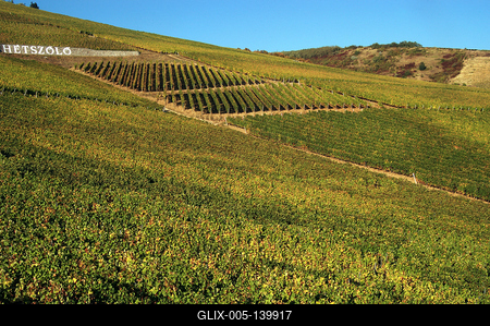 Szőlőültetvények Tokaj határában-stock-foto