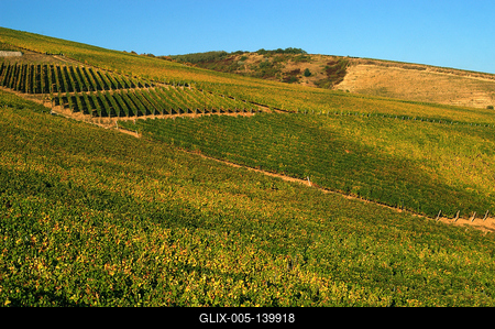 Szőlőültetvények Tokaj határában-stock-foto