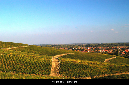 Szőlőültetvények Tokaj határában-stock-foto