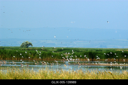 A Fertő-tó Fertőrákos határában-stock-foto