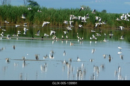 A Fertő-tó Fertőrákos határában-stock-foto