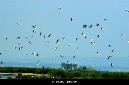 A Fertő-tó Fertőrákos határában-stock-foto