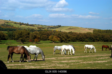Lipicai lovak a szilvásváradi ménesben-stock-foto