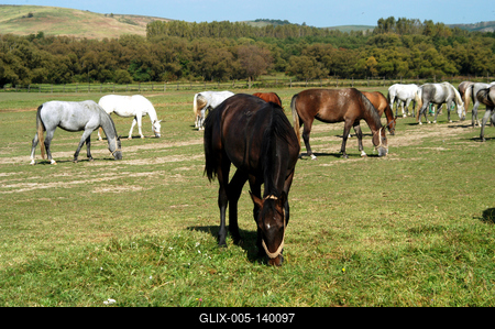 Lipicai lovak a szilvásváradi ménesben-stock-foto