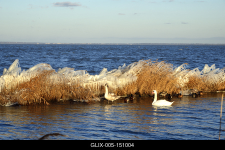 A január elején beköszöntött erõs viharos szélnek és a nagy hidegnek köszönhetõen jégben pompázik a Balaton déli partja.A növényekre és a part meletti tárgyakra ráfagy a Balaton vize és igazi jégszobrokat varázsol a természet.-stock-foto