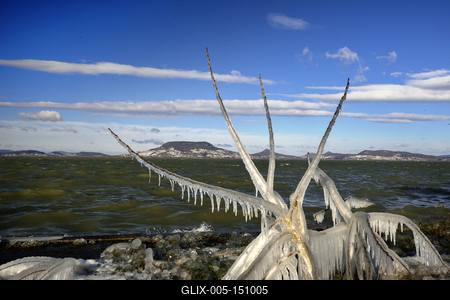 A január elején beköszöntött erõs viharos szélnek és a nagy hidegnek köszönhetõen jégben pompázik a Balaton déli partja.A növényekre és a part meletti tárgyakra ráfagy a Balaton vize és igazi jégszobrokat varázsol a természet.-stock-foto