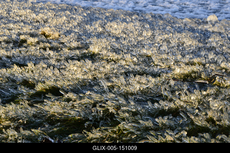 A január elején beköszöntött erõs viharos szélnek és a nagy hidegnek köszönhetõen jégben pompázik a Balaton déli partja.A növényekre és a part meletti tárgyakra ráfagy a Balaton vize és igazi jégszobrokat varázsol a természet.-stock-foto