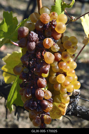 Tokaj hegyaljai szõlõ ültetvény õsszel-stock-foto