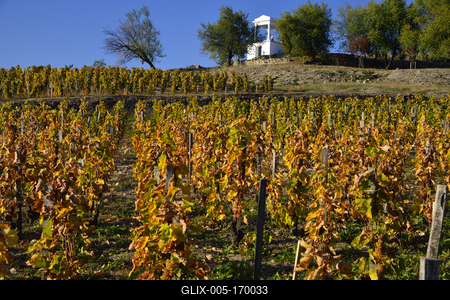 Tokaj hegyaljai szõlõ ültetvény õsszel-stock-foto