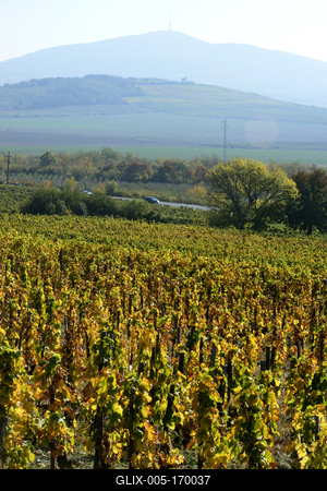 Tokaj hegyaljai szõlõ ültetvény õsszel-stock-foto
