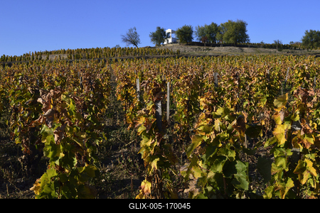 Tokaj hegyaljai szõlõ ültetvény õsszel-stock-foto